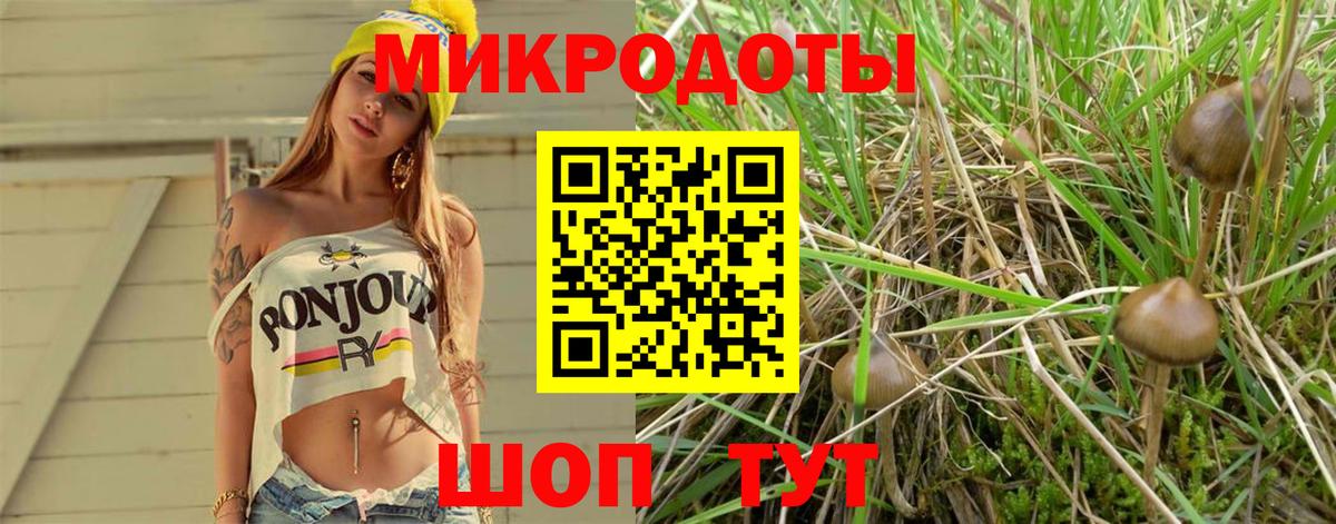 Псилоцибиновые грибы Psilocybine cubensis Карачаевск